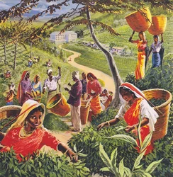 Teeplantage in Ceylon, 1960er Jahre